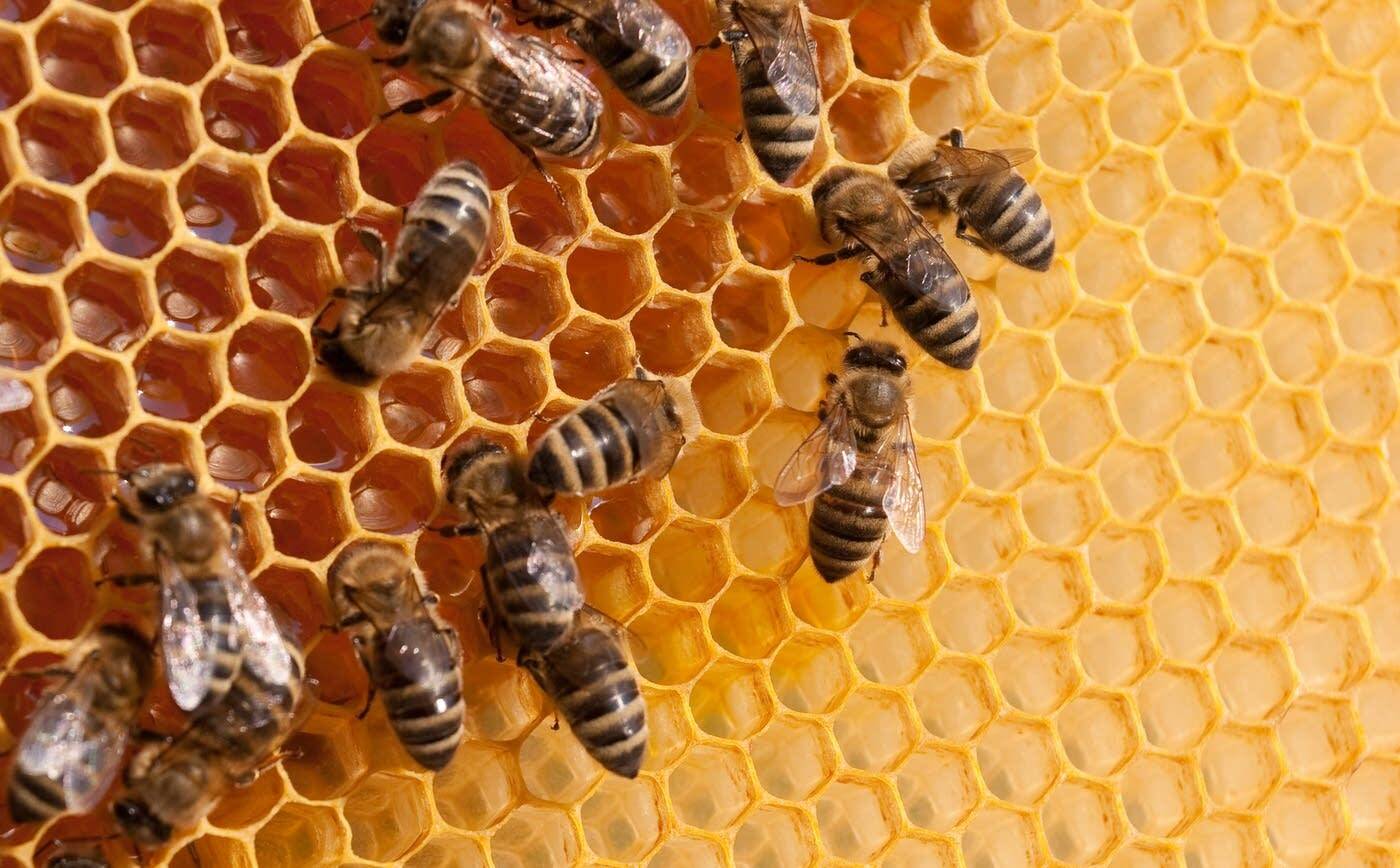 Reception Bees Bee products